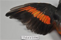 灰喉山椒鳥藏品圖，第5張